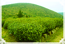 新垦茶山