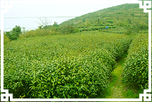 新垦茶山