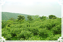 新垦碧螺春基地